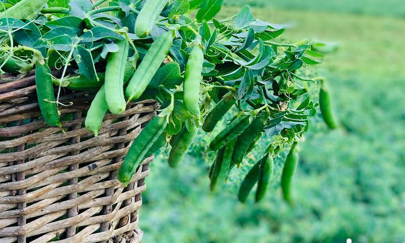 Sensibilisation d'aucy sur la consommation insuffisante de fruits et légumes en Côte d'Ivoire