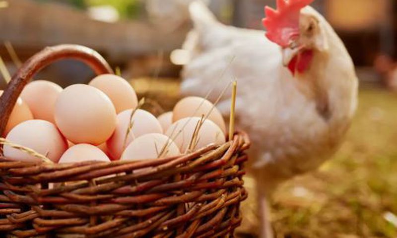 Eating two or more eggs per week can reduce the rate of Alzheimer's dementia by 47% - Study says