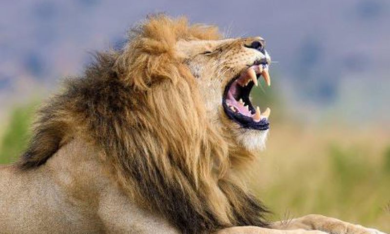 Lion