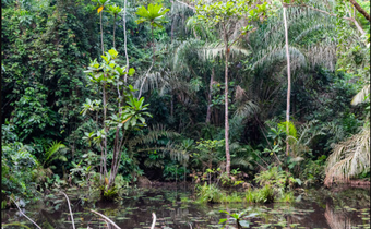 Ankasa Conservation Area