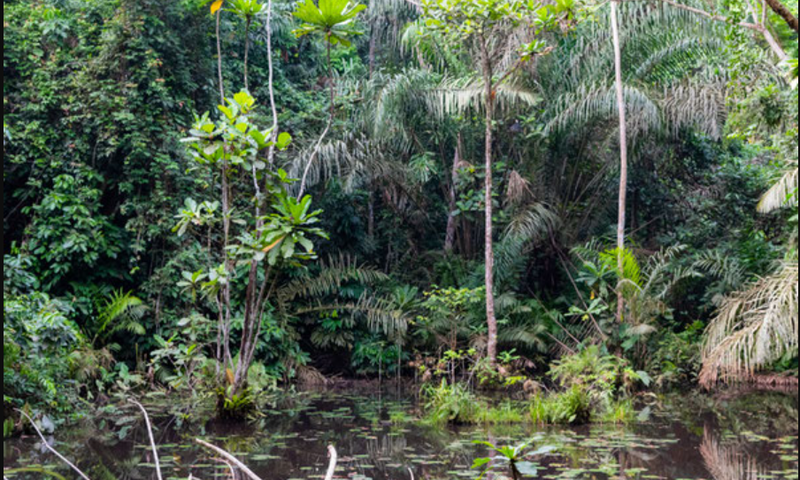 Ankasa Conservation Area
