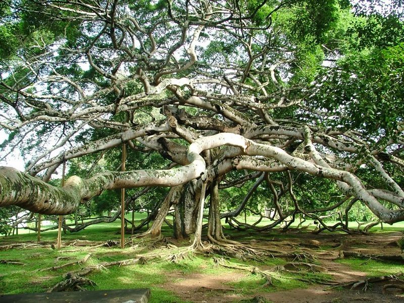 550-year-old banyan tree