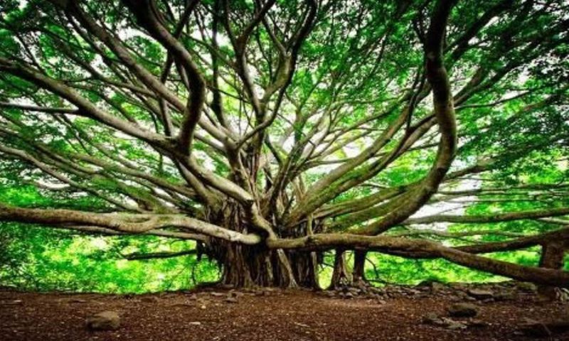 550-year-old banyan tree