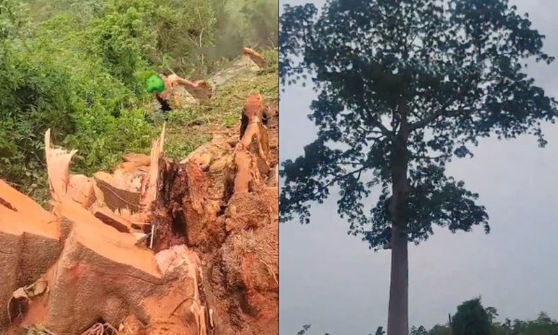 Affeina residents jubilate after cutting ‘evil’ tree