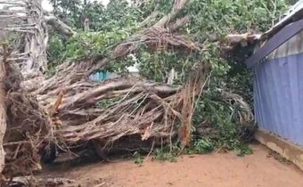 Woman, 2 children trapped indoors for hours after tree collapse in Wa (Video)
