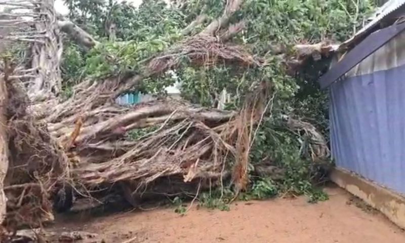 Woman, 2 children trapped indoors for hours after tree collapse in Wa (Video)