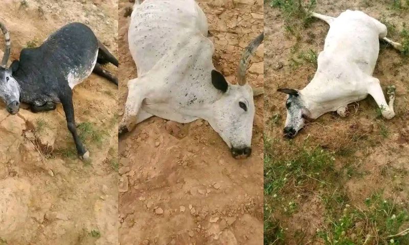 As of Thursday, May 1, treatment efforts for the surviving cattle were ongoing, and local security operatives had reportedly visited the scene to maintain calm. [Facebook]