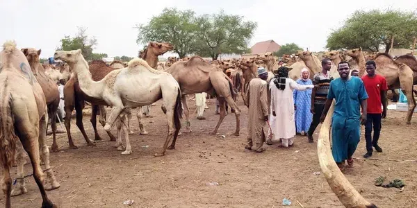 Camels
