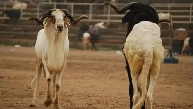 Why a ram, not a chicken? What muslims sacrifice during Eid-ul-Adha