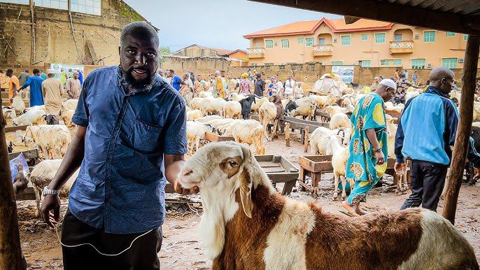Why a ram, not a chicken? What muslims sacrifice during Eid-ul-Adha