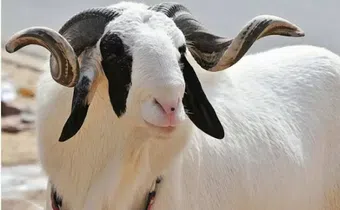 Why a ram, not a chicken? What muslims sacrifice during Eid-ul-Adha