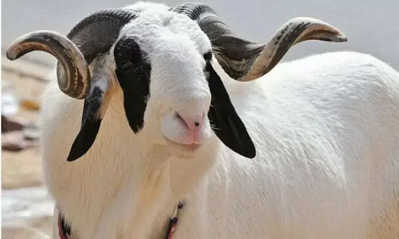 Why a ram, not a chicken? What muslims sacrifice during Eid-ul-Adha