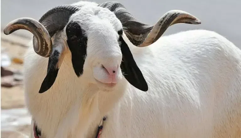 Eid al-Adha: 5 Animals Muslims Can Slaughter for Sallah