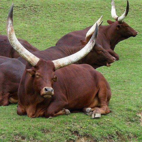 Cow