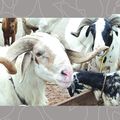 7 Places to Buy Less Expensive Sallah Ram in Lagos