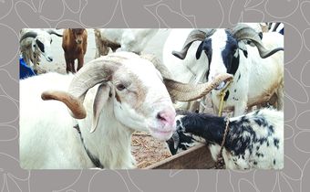 7 Places to Buy Less Expensive Sallah Ram in Lagos