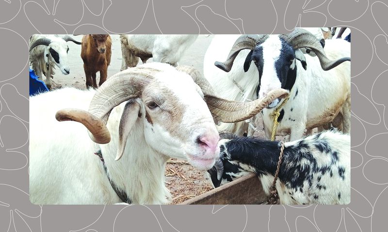7 Places to Buy Less Expensive Sallah Ram in Lagos