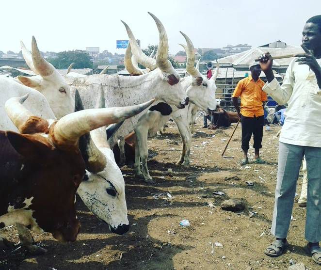 These 7 Markets Sell Sallah Rams at Pocket-Friendly Prices in Lagos