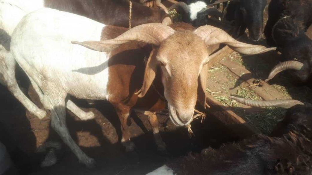 These 7 Markets Sell Sallah Rams at Pocket-Friendly Prices in Lagos