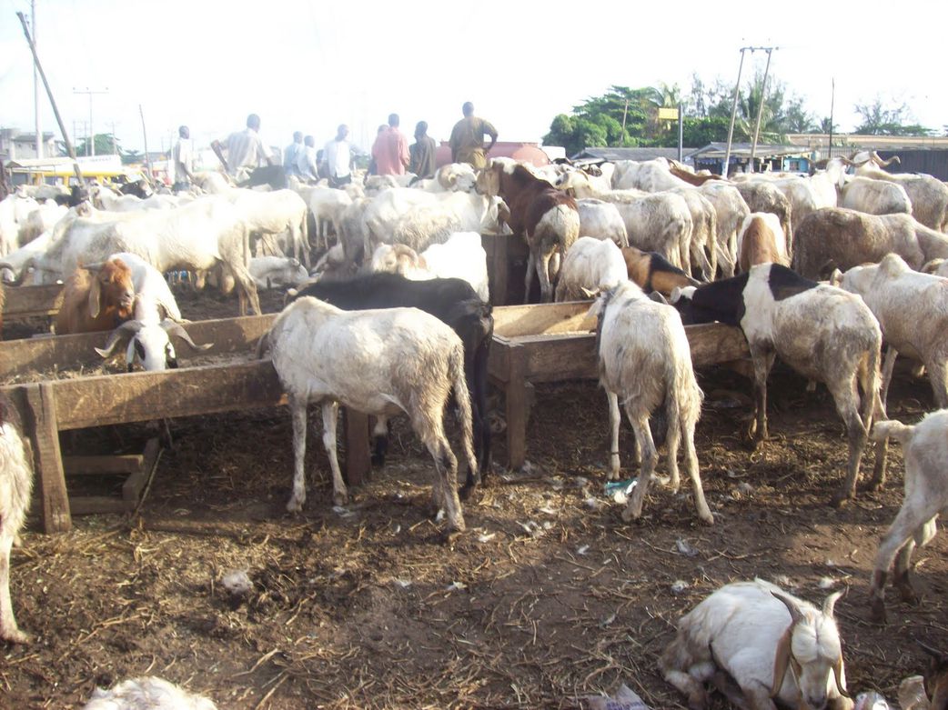 These 7 Markets Sell Sallah Rams at Pocket-Friendly Prices in Lagos