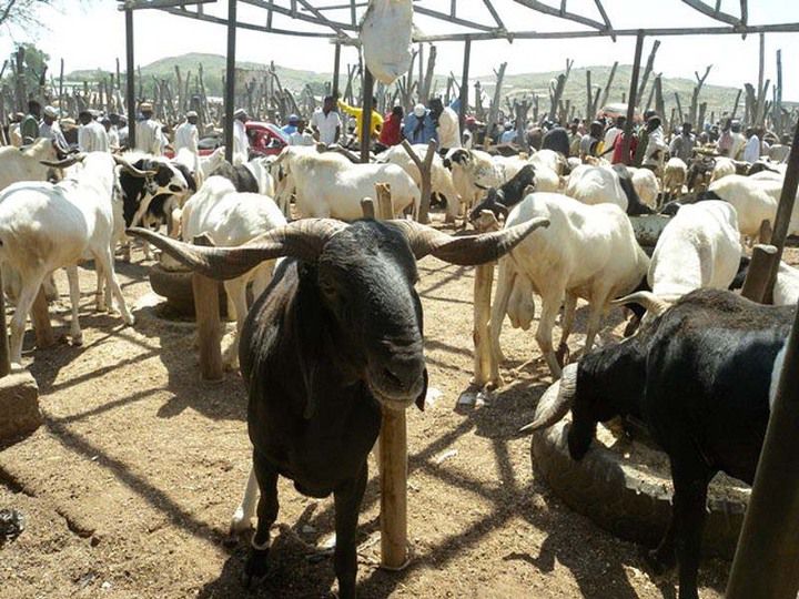 These 7 Markets Sell Sallah Rams at Pocket-Friendly Prices in Lagos