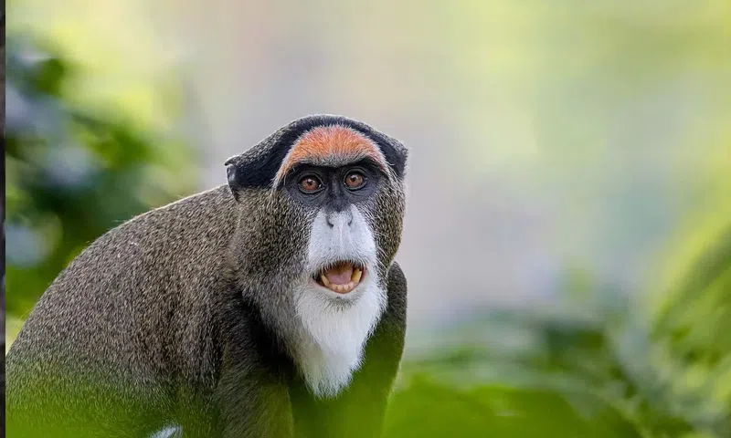 Top 5 most expensive pets in the world [Destination Uganda]