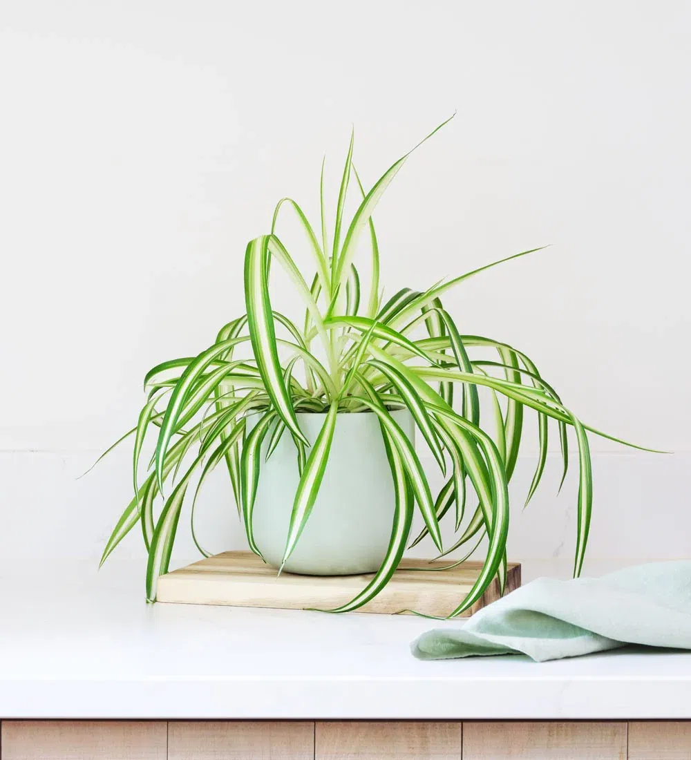 Spider-Plant