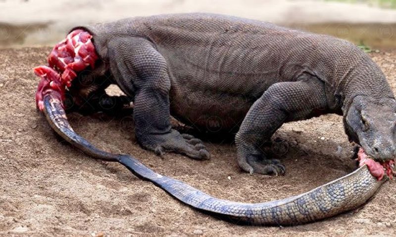 Some animals eat their own kind [YouTube]