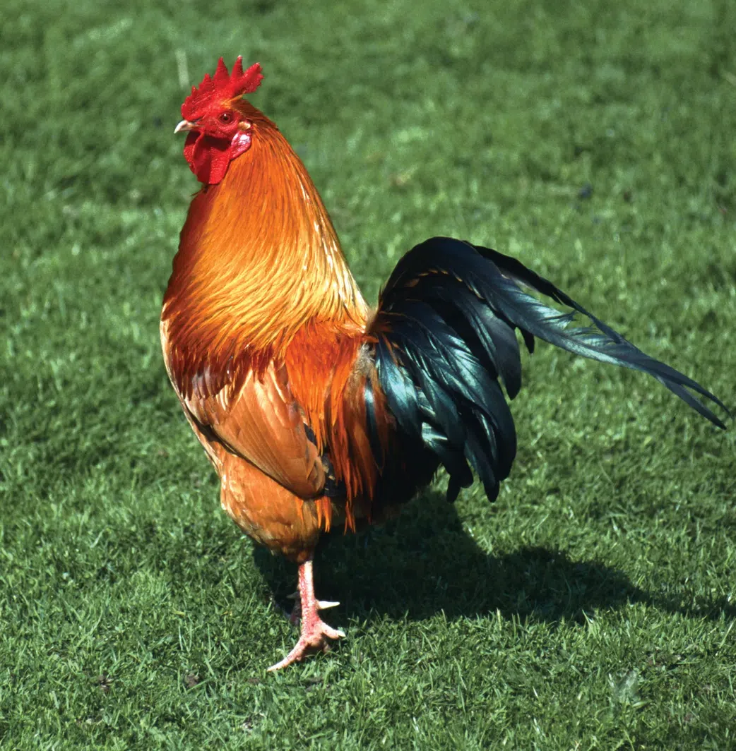 Chicken [Britannica]