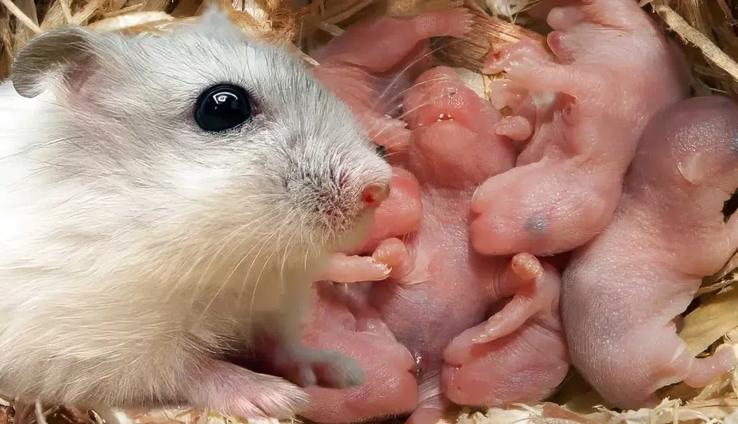 Hamster [PetMojo]