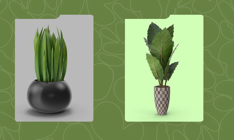 The Best Indoor Plants for Beginners