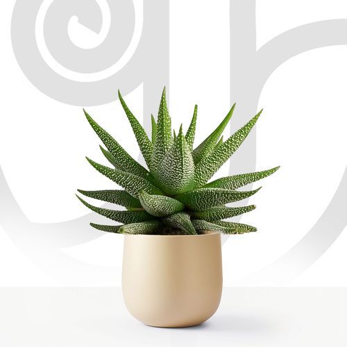 Aloe Vera Plant