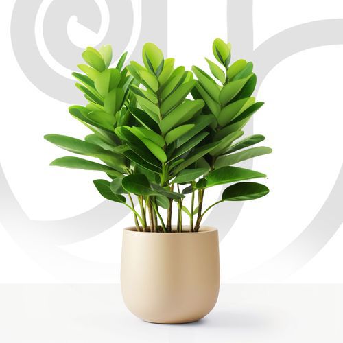 ZZ Plant (Zamioculcas zamiifolia)