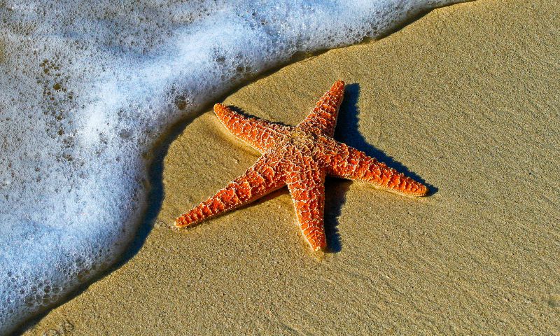 Some animals can clone themselves to reproduce [Medium]