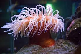 Sea anemone [SeatleAuarium]