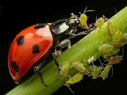 Aphids [RootHouseplants]