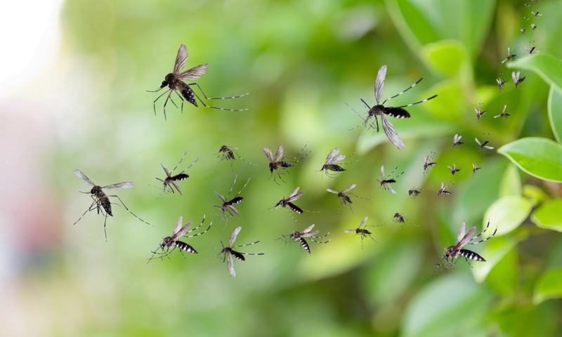 How to get rid of mosquitoes without a net or insecticide [LinkedIn]