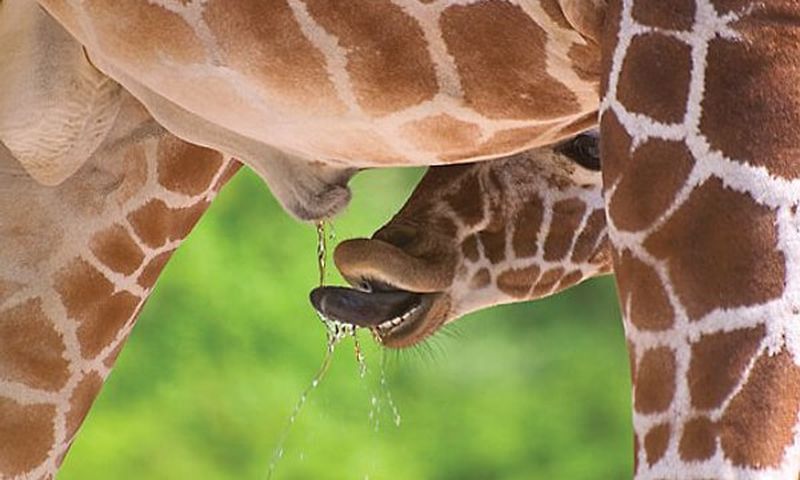 Animals with wilder sex lives than you [Onedio]