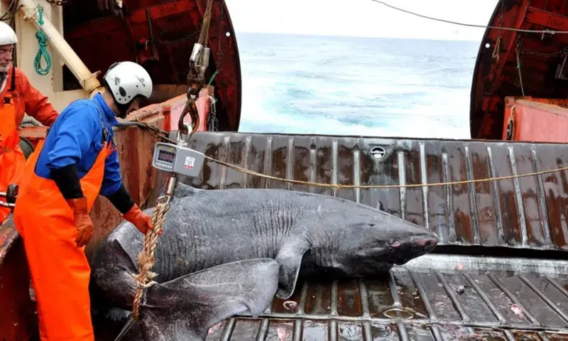 Greenland Shark