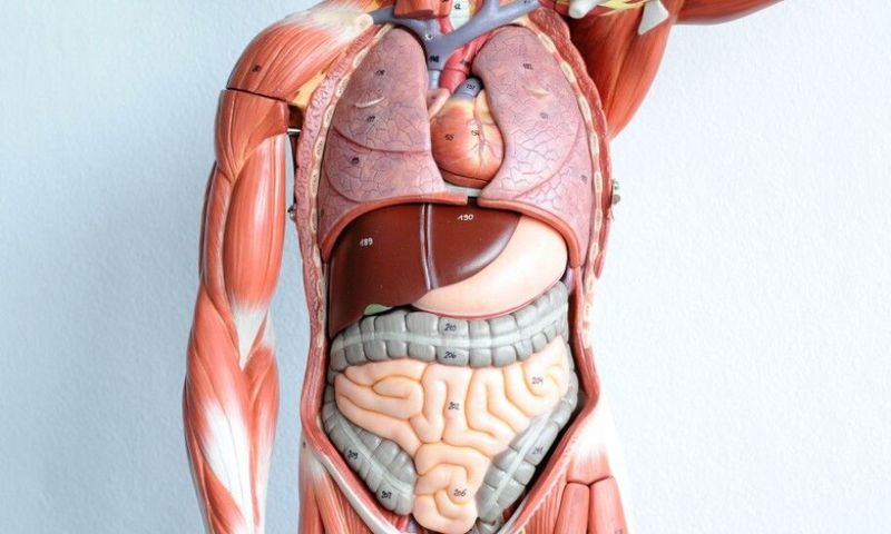 What is the last organ to die in the human body? [ScienceNorway]