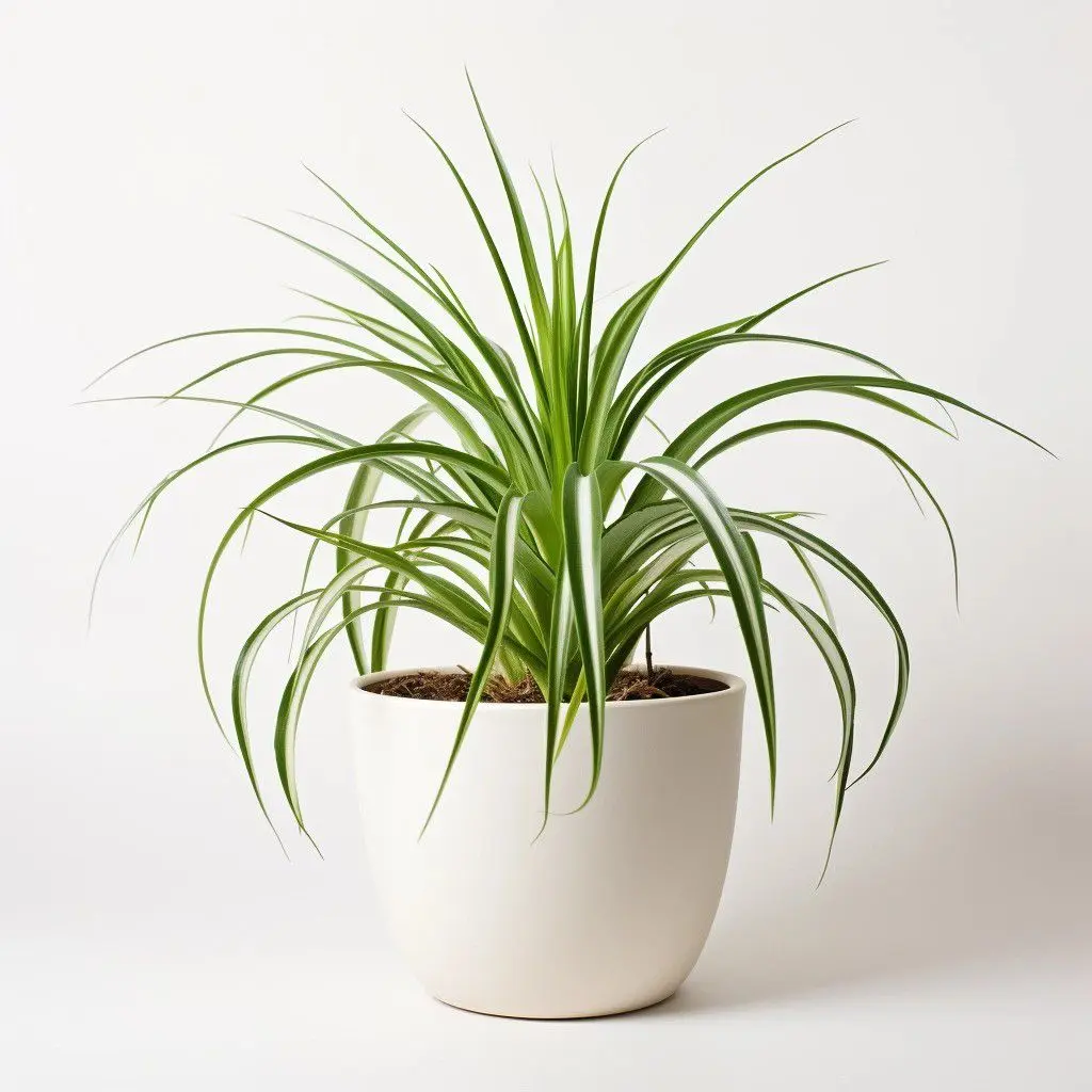 Spider-Plant-as-an-Indoor-Plant-Gift