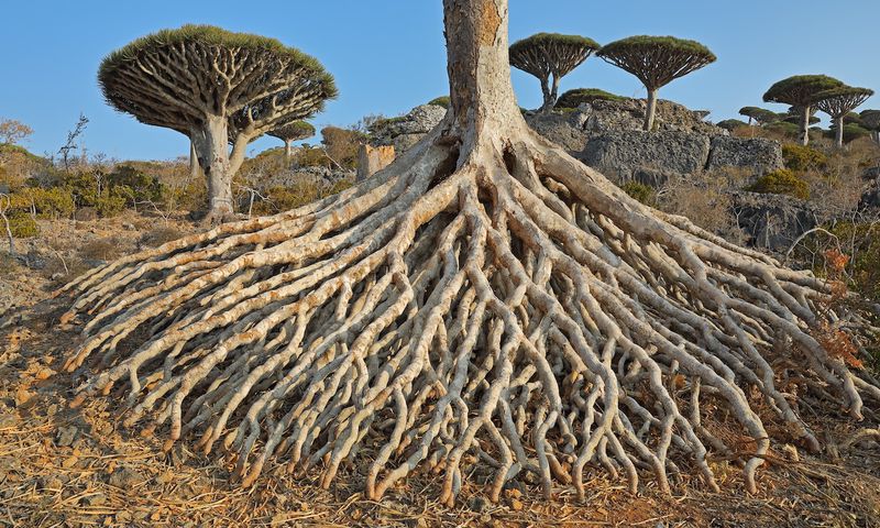 Fascinating trees that have gone extinct [EcoWatch]
