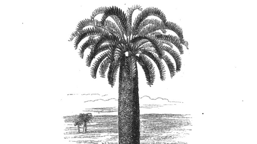 The extinct Wood’s Cycad [NPR]