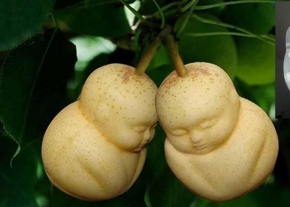 The Buddha-shaped pear [Pinterest]