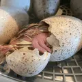 5 reasons why we don’t eat turkey eggs [Meyer Hatchery Blog]