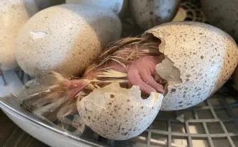 5 reasons why we don’t eat turkey eggs [Meyer Hatchery Blog]