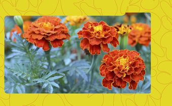 The Best Mosquito-Repelling Plants in Nigeria