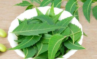 Nigerian herbs that can cure malaria [TheNationaNewspaper]