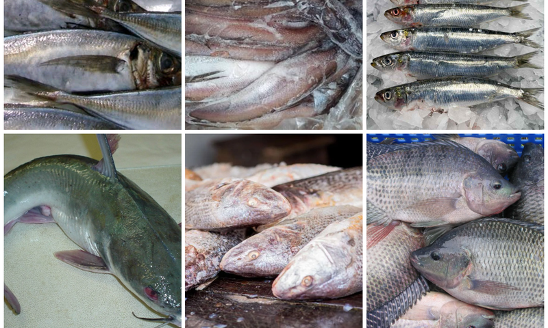 6 low calorie fishes for weight loss