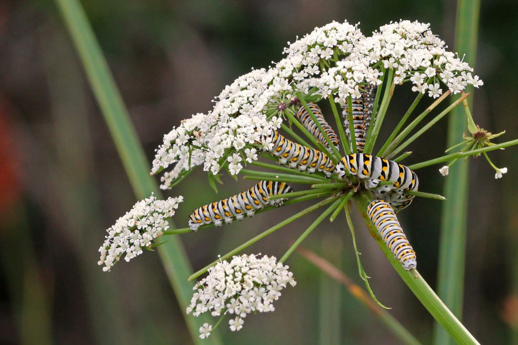 Water hemlock [FloridaWildflower]